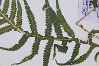 東亞假鱗毛蕨藏品圖，第3張
