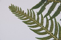 東亞假鱗毛蕨藏品圖，第4張