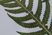 東亞假鱗毛蕨藏品圖，第5張