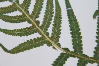 東亞假鱗毛蕨藏品圖，第6張