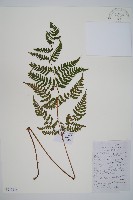 假冷蕨藏品圖，第1張