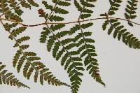 假冷蕨藏品圖，第3張