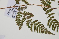 假冷蕨藏品圖，第4張