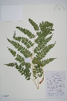 馬祖耳蕨藏品圖，第1張