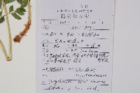 馬祖耳蕨藏品圖，第2張