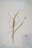 木賊藏品圖，第1張