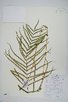 鱗蓋鳳尾蕨藏品圖，第1張