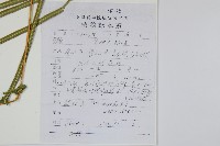 鱗蓋鳳尾蕨藏品圖，第2張