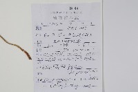 普通假毛蕨藏品圖，第2張