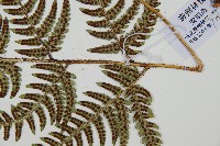 華中介蕨藏品圖，第3張