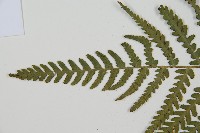 華中介蕨藏品圖，第4張