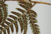 華中介蕨藏品圖，第5張