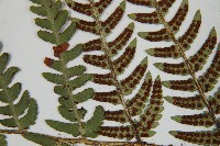 華中介蕨藏品圖，第6張