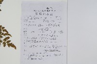 海金沙藏品圖，第2張