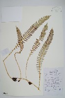 登錄號:P010223藏品圖，第1張