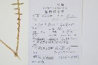 登錄號:P010223藏品圖，第2張