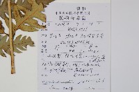 日本狗脊蕨藏品圖，第2張