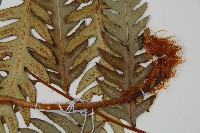 日本狗脊蕨藏品圖，第3張