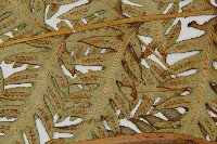 日本狗脊蕨藏品圖，第4張