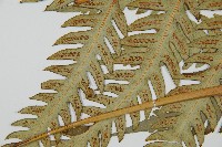 日本狗脊蕨藏品圖，第5張