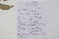 貫眾蕨藏品圖，第2張