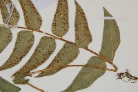 貫眾蕨藏品圖，第3張