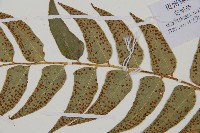 貫眾蕨藏品圖，第4張