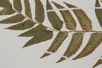 貫眾蕨藏品圖，第5張