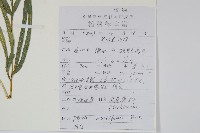 鳳尾蕨藏品圖，第2張