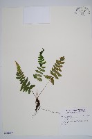 馬祖耳蕨藏品圖，第1張