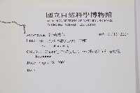 馬祖耳蕨藏品圖，第2張