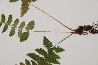 馬祖耳蕨藏品圖，第3張