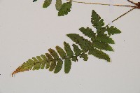 馬祖耳蕨藏品圖，第4張