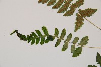 馬祖耳蕨藏品圖，第5張