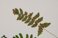 馬祖耳蕨藏品圖，第6張