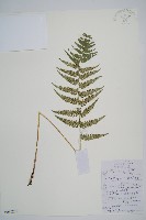 馬祖耳蕨藏品圖，第7張