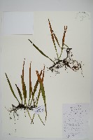 抱樹石葦藏品圖，第1張