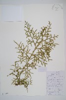 過山龍藏品圖，第1張