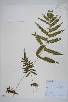 密腺副金星蕨藏品圖，第1張