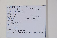 密腺副金星蕨藏品圖，第2張