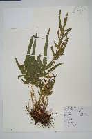 鳳尾蕨藏品圖，第1張