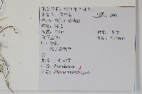 鳳尾蕨藏品圖，第2張