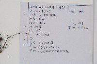 黑足鱗毛蕨藏品圖，第2張