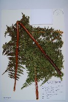 細葉姬蕨藏品圖，第1張