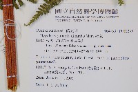 細葉姬蕨藏品圖，第2張