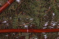 細葉姬蕨藏品圖，第3張