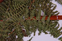 細葉姬蕨藏品圖，第4張