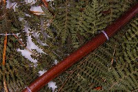 細葉姬蕨藏品圖，第5張