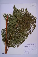 細葉姬蕨藏品圖，第6張