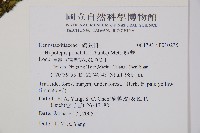 細葉姬蕨藏品圖，第7張